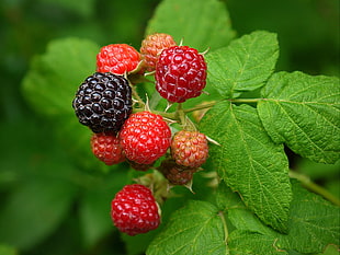 raspberries in close-up photo