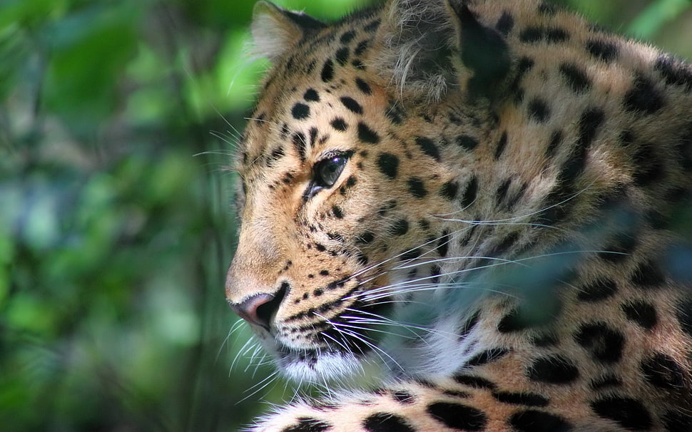 leopard portrait photo HD wallpaper