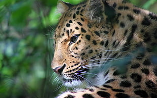 leopard portrait photo