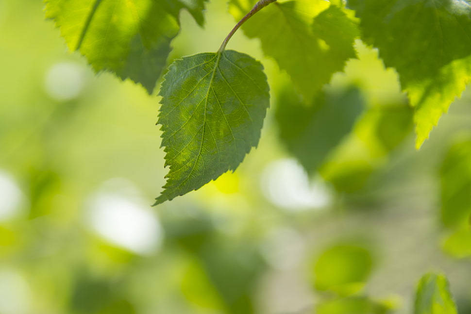light, nature, summer, abstract HD wallpaper