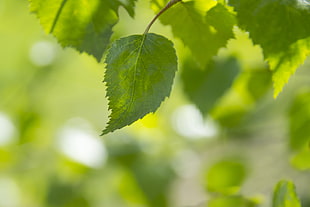 light, nature, summer, abstract