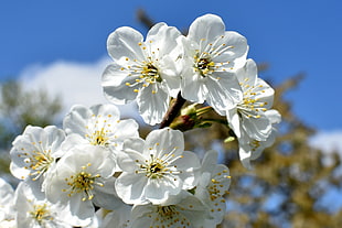 close up photo of white 5-petaled flowers