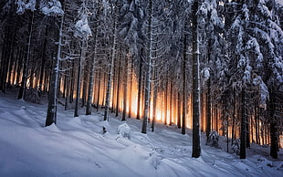 stand of tree with snow