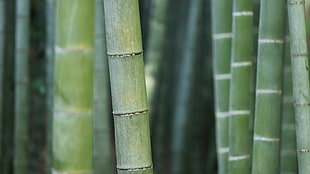 bamboo trees, bamboo, trees, green, nature
