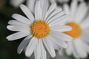 white daisy flower in close-up photo