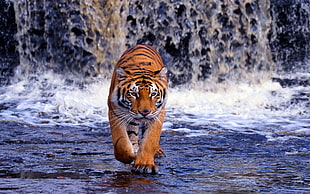 tiger, animals, tiger, big cats HD wallpaper