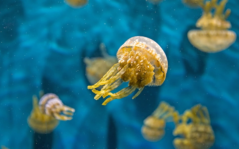beige jellyfish, jellyfish HD wallpaper