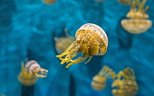 beige jellyfish, jellyfish