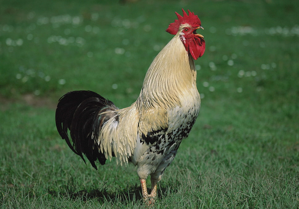 beige rooster on green grass field HD wallpaper