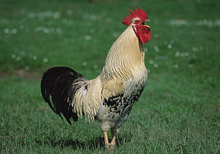 beige rooster on green grass field