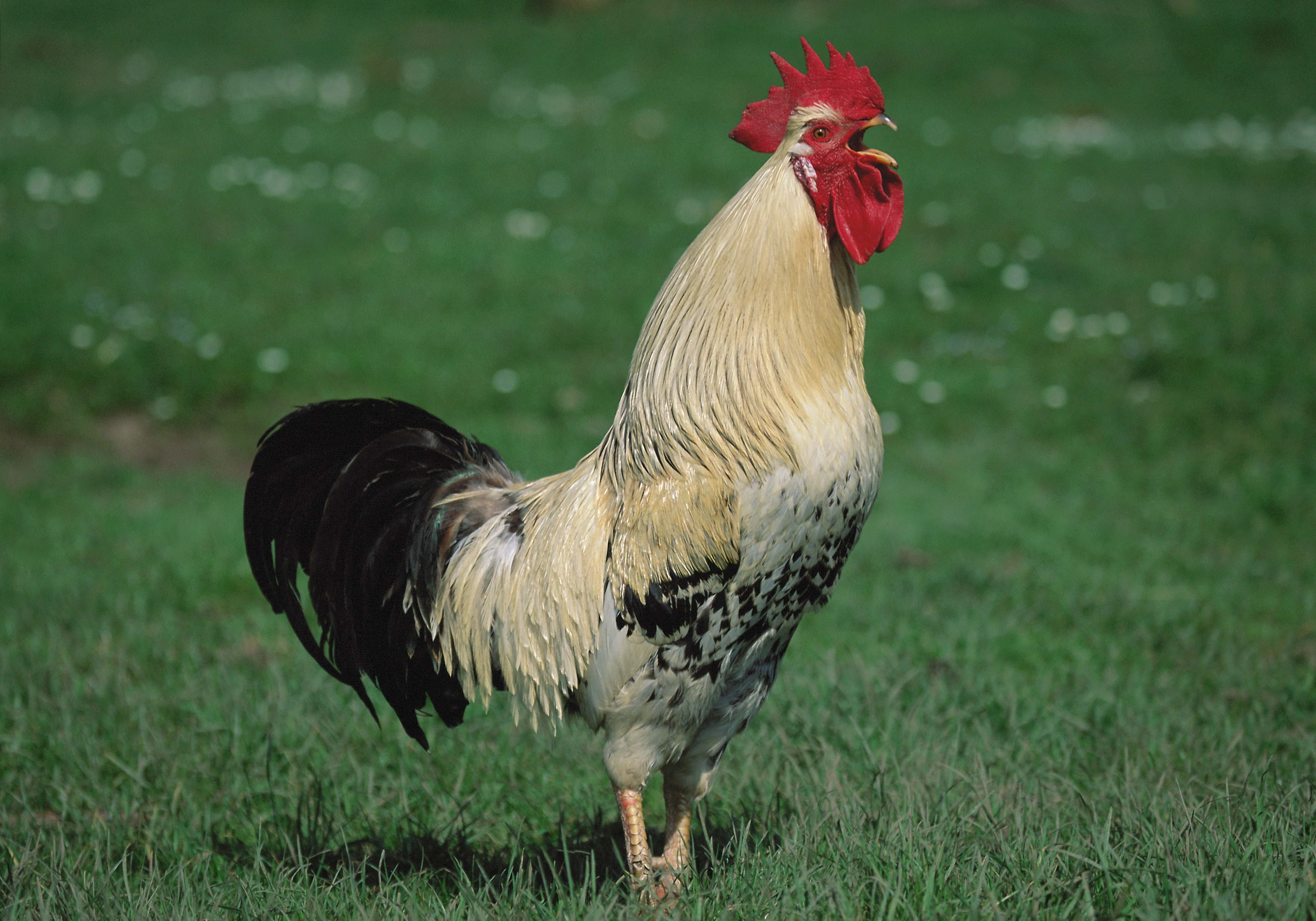 beige rooster on green grass field