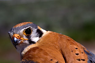 closeup photography of brown bird, american kestrel