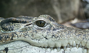 gray crocodile HD wallpaper