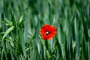 red Poppy flower in closeup photo