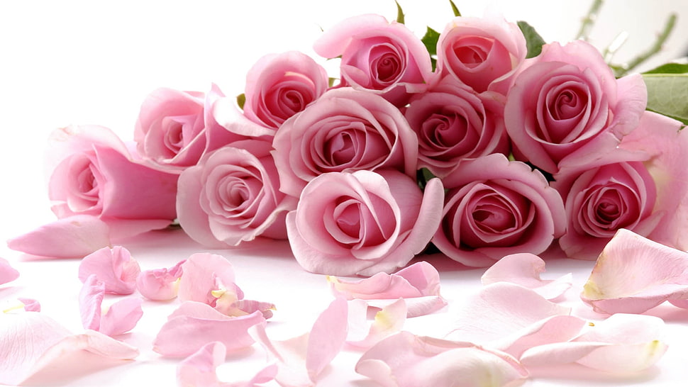 pink rose bouquet on white surface HD wallpaper