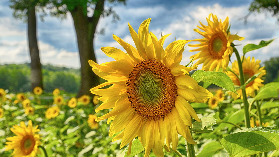 close up photography of a sunflower HD wallpaper