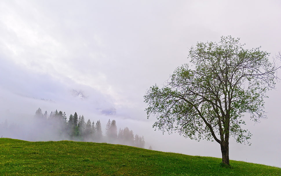 green tree, nature HD wallpaper