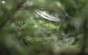 spider web on pinetree during daytime
