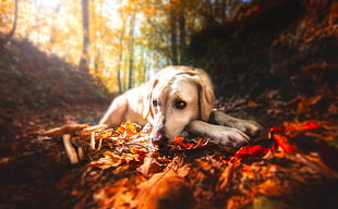 yellow Labrador retriever lying on brown withered leaves in forest at daytime