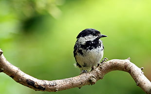 white and black bird