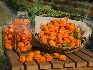 orange fruits, food, Pepper, Habanero HD wallpaper