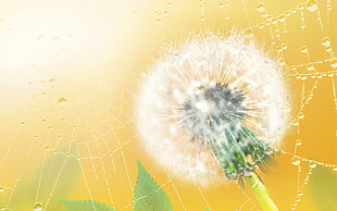 tilt shift lens photography of dandelion