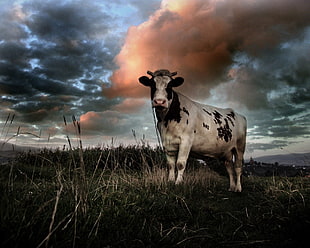 white and black cattle near grass field during noon time