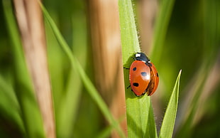 red and black ladybird on green leaf