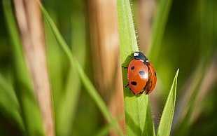 red and black ladybird on green leaf HD wallpaper