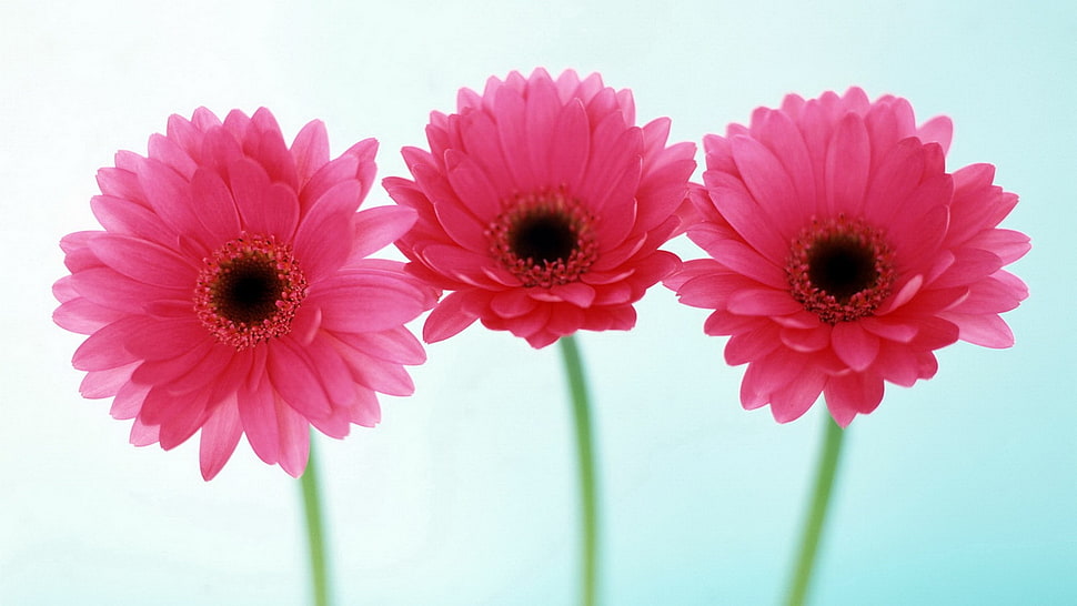 three pink flowers HD wallpaper