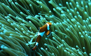 clown fish on green corals HD wallpaper