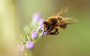 Honeybee perched on purple flower in closeup photo
