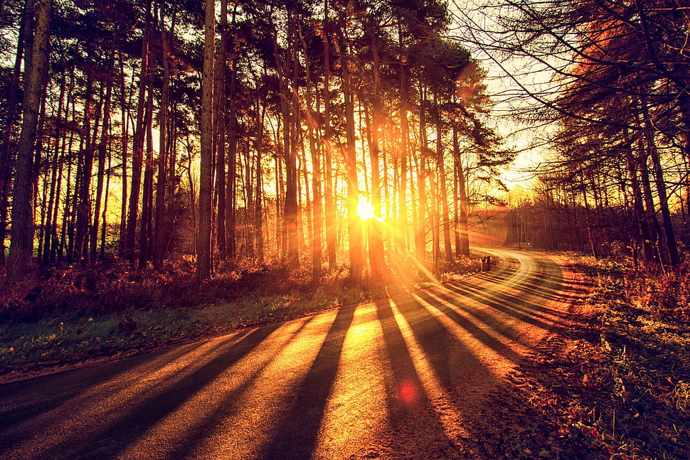 green trees, Sun, sunlight, road, trees HD wallpaper