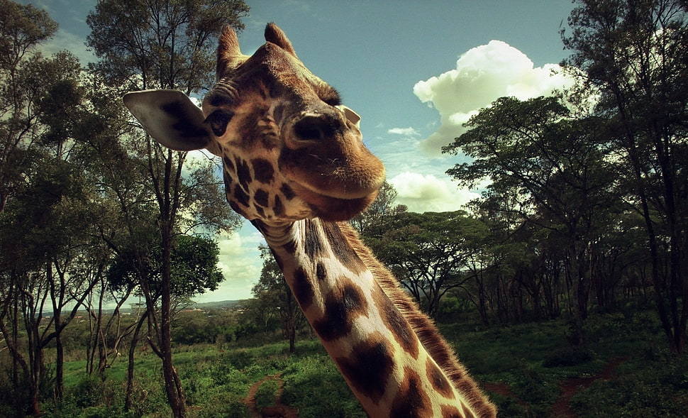 Giraffe in forest wallpaper HD wallpaper