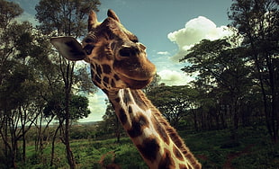 Giraffe in forest wallpaper