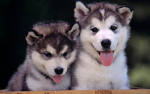 selective focus of two black-and-white Siberian Husky puppies