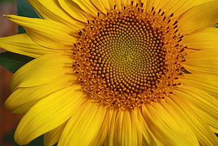 macro photography of yellow daisy