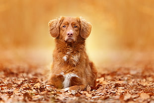 adult brown long-coated dog on lying on brown dried leaves photo
