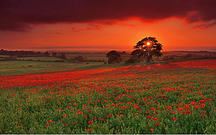 field of red petaled flower, nature, sunset, flowers, sky