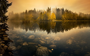 rocks underwater and trees at distance during golden hour HD wallpaper