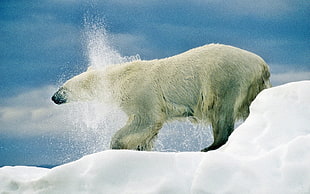 white polar bear on snow HD wallpaper