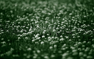 focus photography of field of flowers