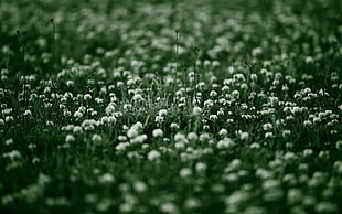 focus photography of field of flowers HD wallpaper