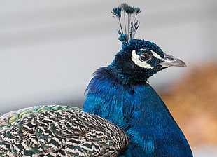 close up photo of peacock HD wallpaper