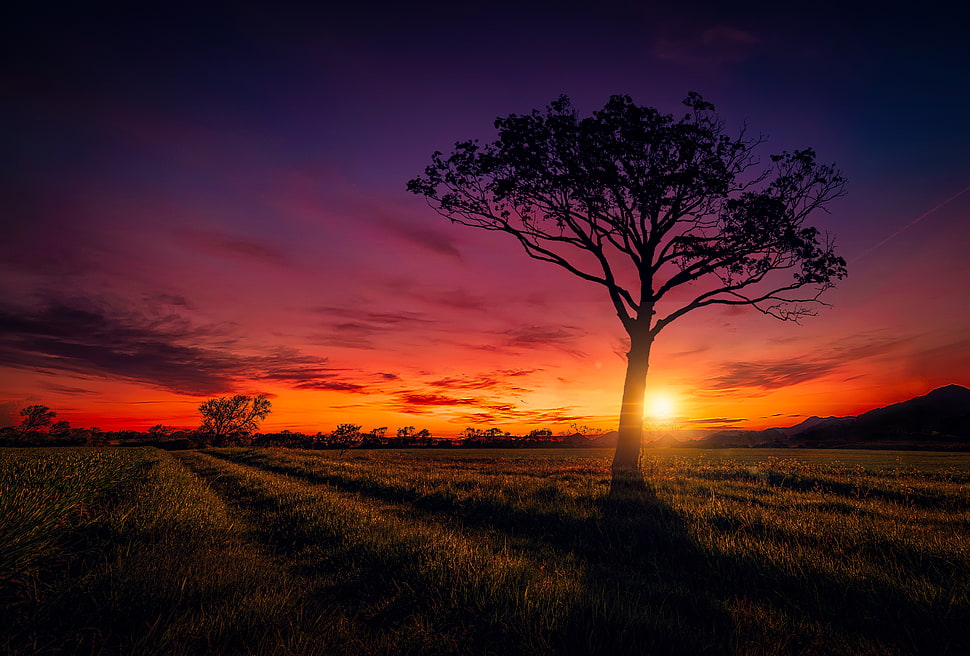 tall tree silhouette photograph HD wallpaper