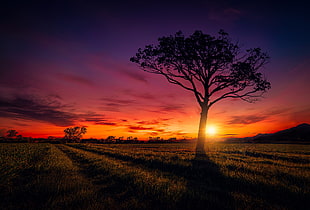 tall tree silhouette photograph