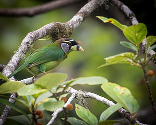 green and gray bird on brown tree branch, barbet