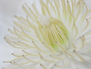 close up photo of a white petaled flower