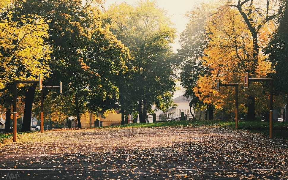 tall green trees, trees, park, urban, fall HD wallpaper