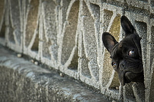 adult black French Bulldog head at daytime